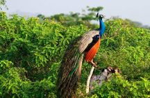 Yala National Park Safari from Tangalle