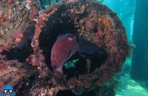 PADI Open Water Course