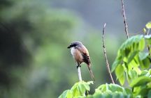 Private Tour of Butterfly Sanctuary and Spice Plantation