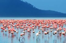 5-Days Masai Mara & Lake Nakuru Lodge Safari 