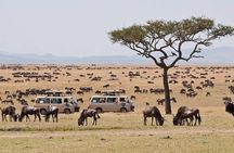 5-Days Masai Mara & Lake Nakuru Lodge Safari 