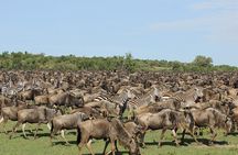 5-Days Masai Mara & Lake Nakuru Lodge Safari 