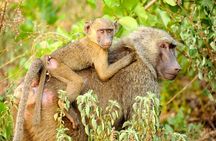 5Days Ghana Safari Tour