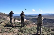 Photo Discovering Condors & Birdwatching - Full Day Tour in Private Service