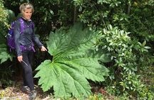 Full day HIKE Alerce Andino Parque Nacional.