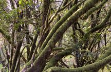 VIP tour of La Gomera from Tenerife