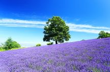 Furano & Biei 4 hour Tour: English Speaking Driver only, No Guide