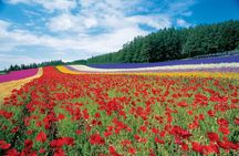 Furano & Biei 4 hour Tour: English Speaking Driver only, No Guide