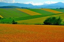 Furano & Biei 4 hour Tour: English Speaking Driver only, No Guide