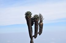 Machame Route 7 Days 6 Nights /Kilimanjaro Climb 