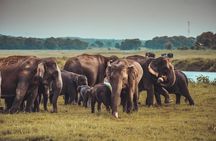 Colombo to Trincomalee Shuttle & Safari Drive