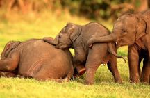 Colombo to Trincomalee Shuttle & Safari Drive