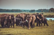 Dambulla to Trincomalee Shuttle & Safari Drive