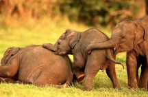 Dambulla to Trincomalee Shuttle & Safari Drive