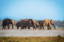 Ella to Mirissa Shuttle & Safari Drive