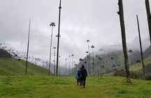 Cocora, Salento and Coffee Experience