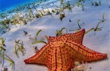 Full-Day El Cielo Snorkel Tour in Cozumel with Transportation and Lunch