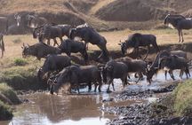 11 Days Mount Kilimanjaro Hiking and Private Tanzania Lodge Safari