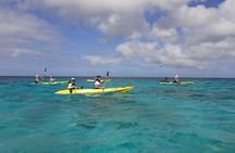 Aruba Glass Bottom Kayak Tour through the Mangrove Forest