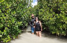 Aruba Glass Bottom Kayak Tour through the Mangrove Forest