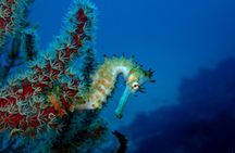 Let's enjoy Scuba diving in Izu Oceanic park Izu Peninsula for certificate Diver