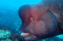 Let's enjoy Scuba diving in Izu Oceanic park Izu Peninsula for certificate Diver