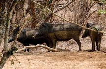 Yala National Park Entrance Ticket with Private Safari