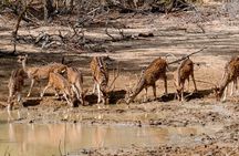 Yala National Park Entrance Ticket with Private Safari