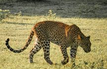 Yala National Park Entrance Ticket with Private Safari
