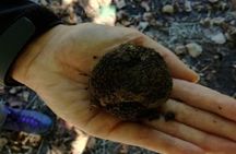 Langhe Truffle hunting Experience