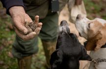 Langhe Truffle hunting Experience