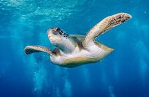 Try Dive by boat, Puerto Colon