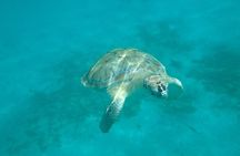 Barbados Catamaran Snorkel Cruise with Open Bar
