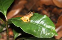 Night Walk Tour: the night life of the forest
