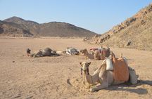 Desert Quad Bike Safari To Bedouin Village with Camel Ride&Dinner From Hurghada