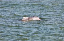 Dolphin Watching Boat Tour from Kalpitiya