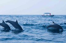 Dolphin Watching Boat Tour from Kalpitiya