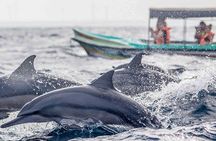 Dolphin Watching Boat Tour from Kalpitiya