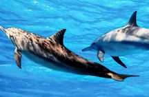 Dolphin Watching Boat Tour from Kalpitiya