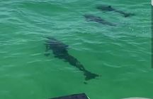Private Dolphin Cruise in Destin holds 29 people 