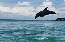Private Dolphin Cruise in Destin holds 29 people 
