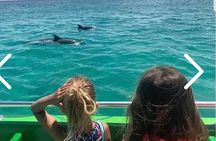 Dolphin Cruise in Destin FL