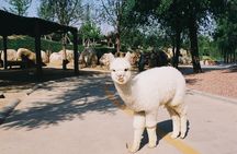 Private Transfer to Beijing Wildlife Park with Self-driving Ride Inside