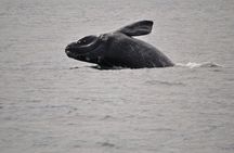 Hermanus Whales and Wine Full Day Private Tour 