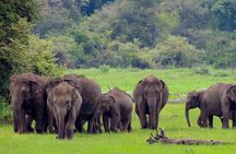 Yala National Park Safari from Mirissa