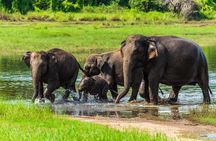 Yala National Park Safari from Mirissa