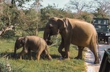Yala National Park Safari from Mirissa
