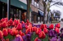 Keukenhof & Zaanse Schans (Best of Holland with windmill) Guided Tour with local