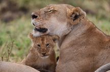 5-Day Private Safari Tour in Northern Tanzania