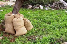 Private Agricultural Farm Tour & Leisure Time in Ancient Olympia